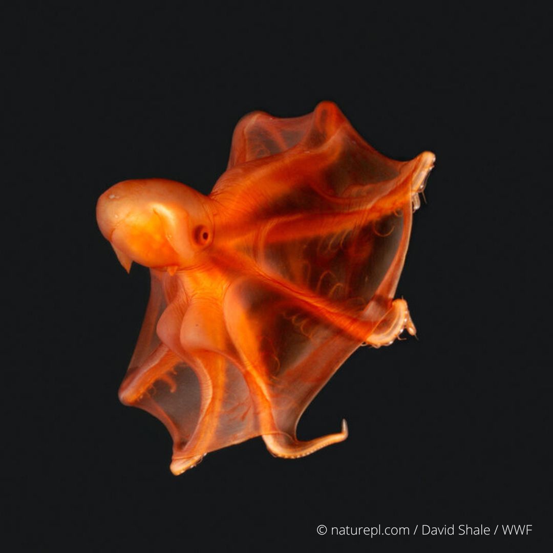 Deep-sea dumbo octopus