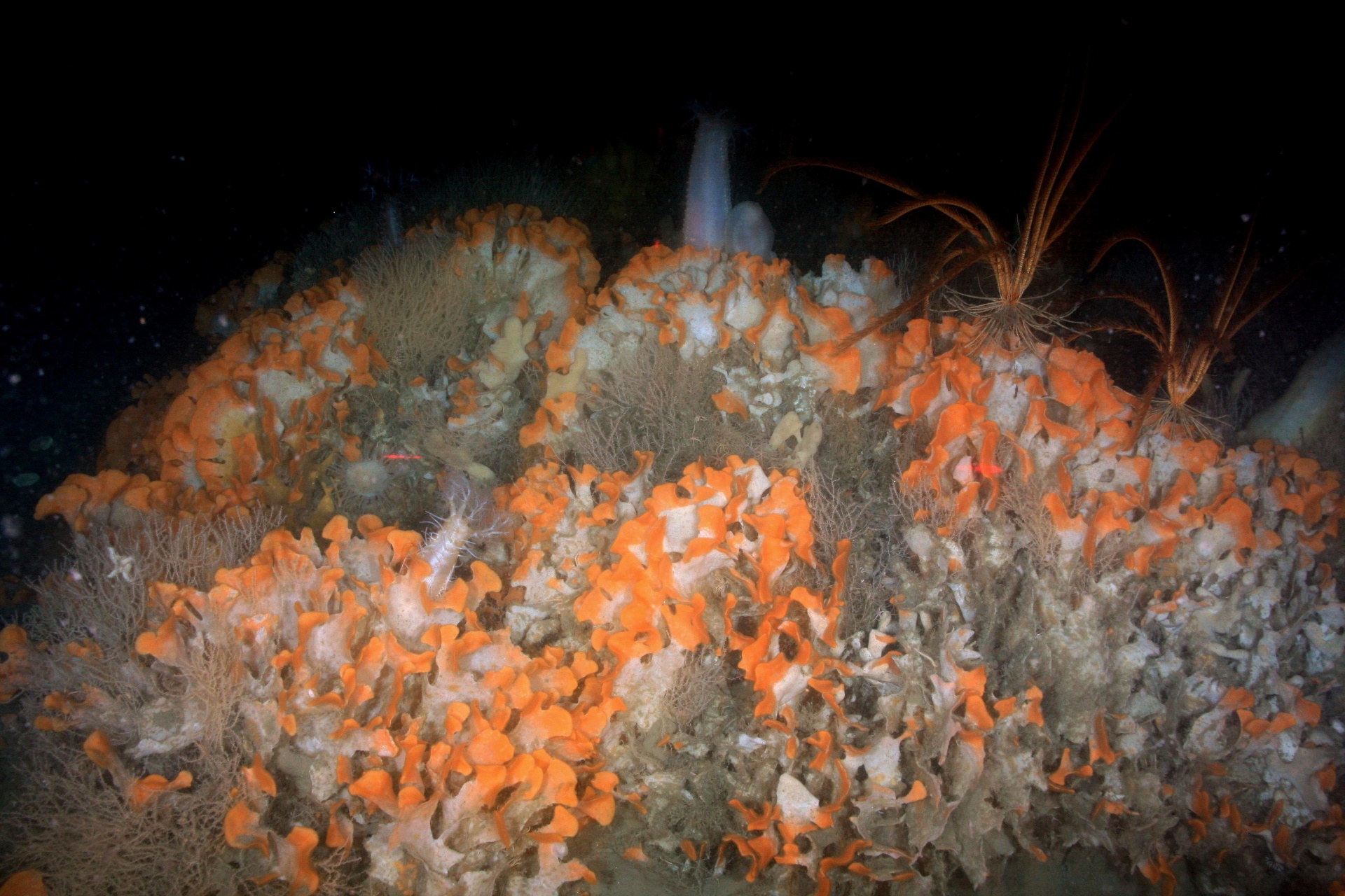 Benthic invertebrates on the deep-sea floor — vibrant orange sponges and crinoids in a vulnerable deep ocean ecosystem